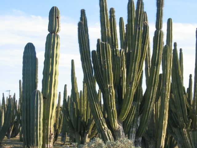 Cactus Forest, Baja California
